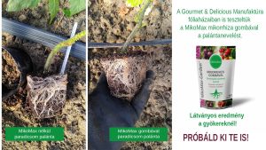 Mikomax danuba garden mikorrhiza gomba paradicsompalántánál