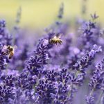 méhek és növényvilág